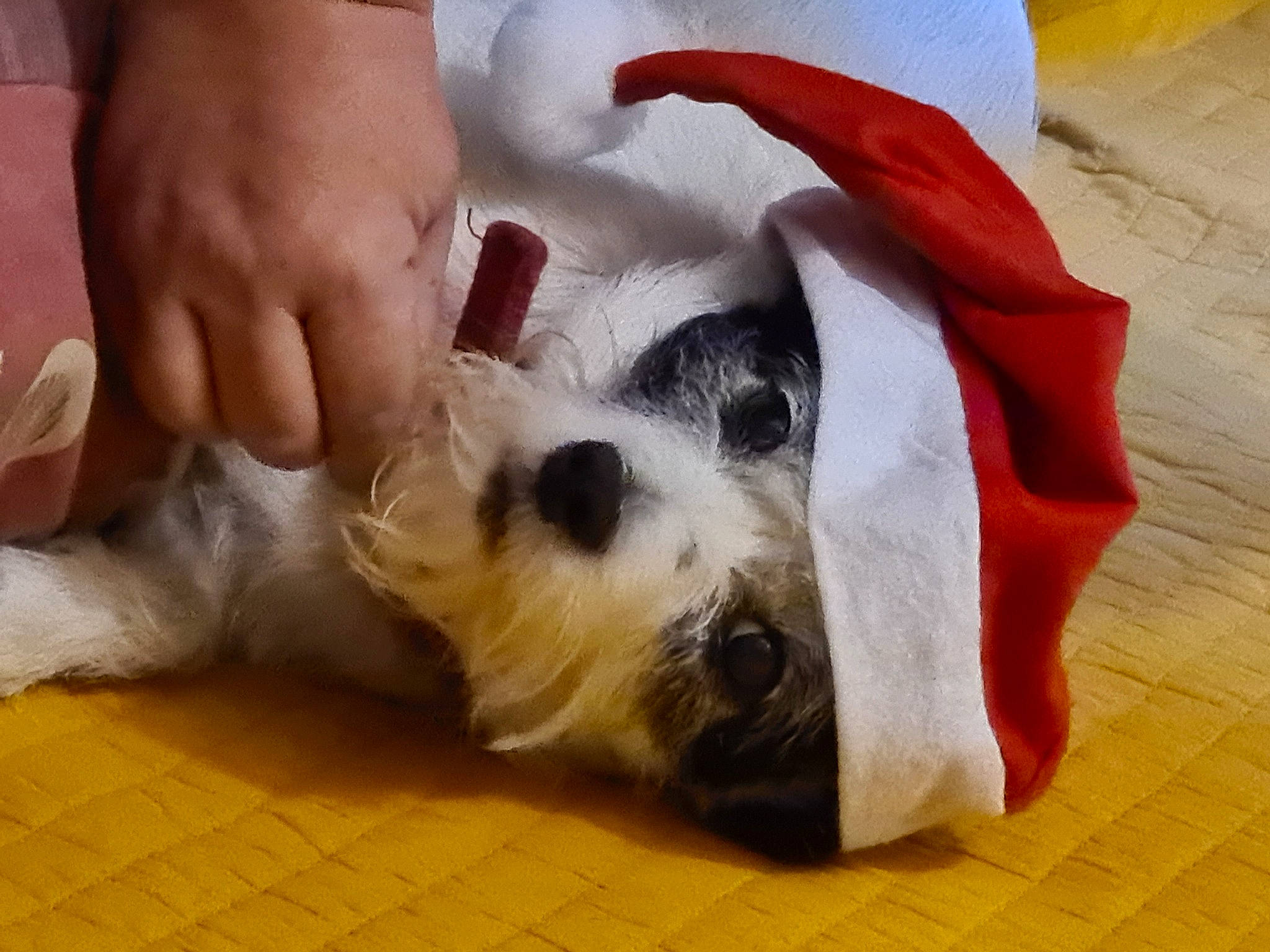 Isis participe au concours pour gagner de l'argent avec cette photo : canidae, carnivore, comfort, companion_dog, dog, dog_bed, dog_breed, dog_supply, felidae, foot, fur, nail, paw, snout, sporting_group, toy, toy_dog, veterinarian, whiskers, working_animal