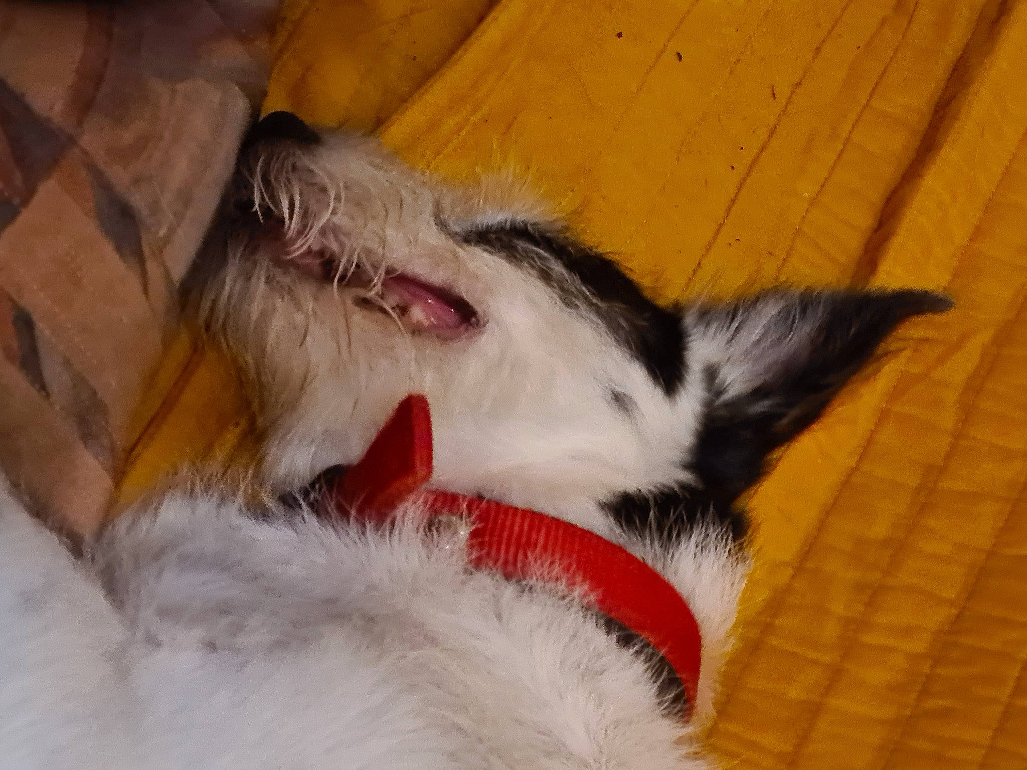 Isis a rejoint le concours — aidez-le/la à gagner de superbes lots ! carmine, carnivore, cat, claw, comfort, companion_dog, dog_breed, domestic_short_haired_cat, fawn, felidae, fur, hardwood, human_leg, paw, small_to_medium_sized_cats, snout, tail, whiskers, wood, yawn