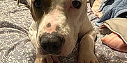 Callie is registered to the contest to win money with this photo: dog, bed, indoor, animal, pet, canine, ears, face, paws, nails, blanket, pattern, furniture, fan, room, resting, looking, closeup, cute, domestic