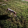 Callie is registered to the contest to win money with this photo: dog, grass, night, sidewalk, car, outdoor, pet, animal, collar, walking, spotlight, shadow, lawn, white, brown, small_dog, canine, parked_car, nature, evening