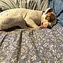 Callie joined the competition — help win amazing prizes! dog, sleeping, bed, blanket, pillow, cozy, indoor, resting, pet, animal, white_dog, brown_spot, fur, collar, comfort, relaxation, home, quiet, peaceful, nap