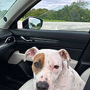 Callie joined the competition — help win amazing prizes! dog, white_dog, brown_patch, car_interior, passenger_seat, looking_at_camera, canine, pet, animal, window, side_mirror, seatbelt, nature_outside, greenery, cloudy_sky, portrait, close_up, sitting, indoor, vehicle