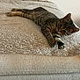 animal, beige, cat, comfortable, couch, cozy, curious, ears, fur, furniture, home, indoor, looking, paws, pet, relaxing, resting, tabby, texture, whiskers