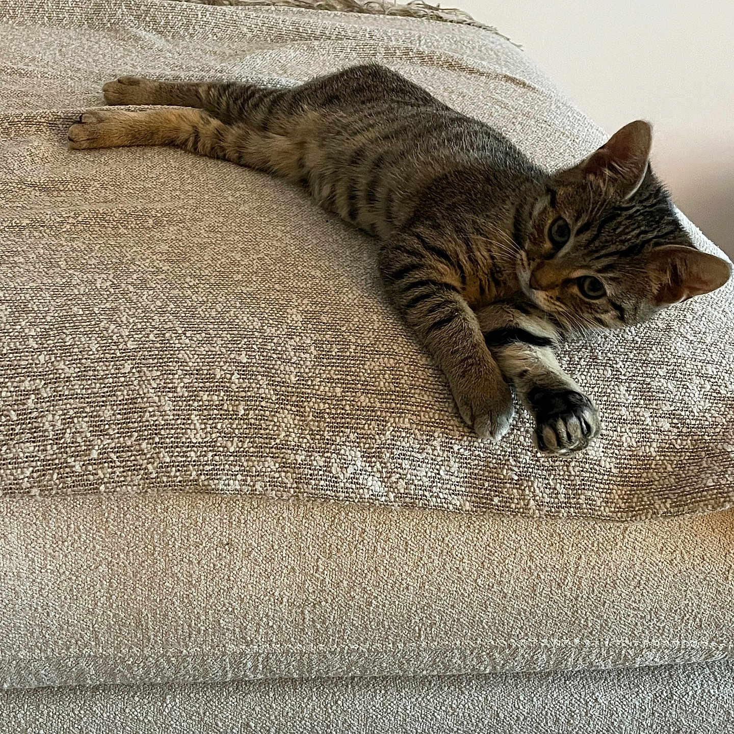 Gucci participe au concours pour gagner de l'argent avec cette photo : animal, beige, cat, comfortable, couch, cozy, curious, ears, fur, furniture, home, indoor, looking, paws, pet, relaxing, resting, tabby, texture, whiskers