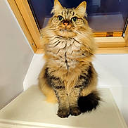 Plume a rejoint le concours — aidez-le/la à gagner de superbes lots ! cat, fluffy, feline, pet, animal, green_eyes, fur, sitting, indoor, window, wood_frame, white_furniture, curious, portrait, domestic, cute, calm, whiskers, tail, closeup