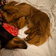 Vyrkaï participe au concours pour gagner de l'argent avec cette photo : animal, bandana, bed, brown_fur, canine, cozy, curled_up, cute, dog, domestic_animal, fur, indoors, mammal, paw, pet, red_bandana, relaxed, resting, sleeping, white_bed