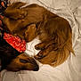 animal, bandana, bed, brown_fur, canine, cozy, curled_up, cute, dog, domestic_animal, fur, indoors, mammal, paw, pet, red_bandana, relaxed, resting, sleeping, white_bed