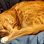 abyssinian, angora, animal, blanket, cat, computer, couch, electronics, furniture, hardwood, kitten, laptop, manx, pc, person, pet, siamese, sleeping, wood