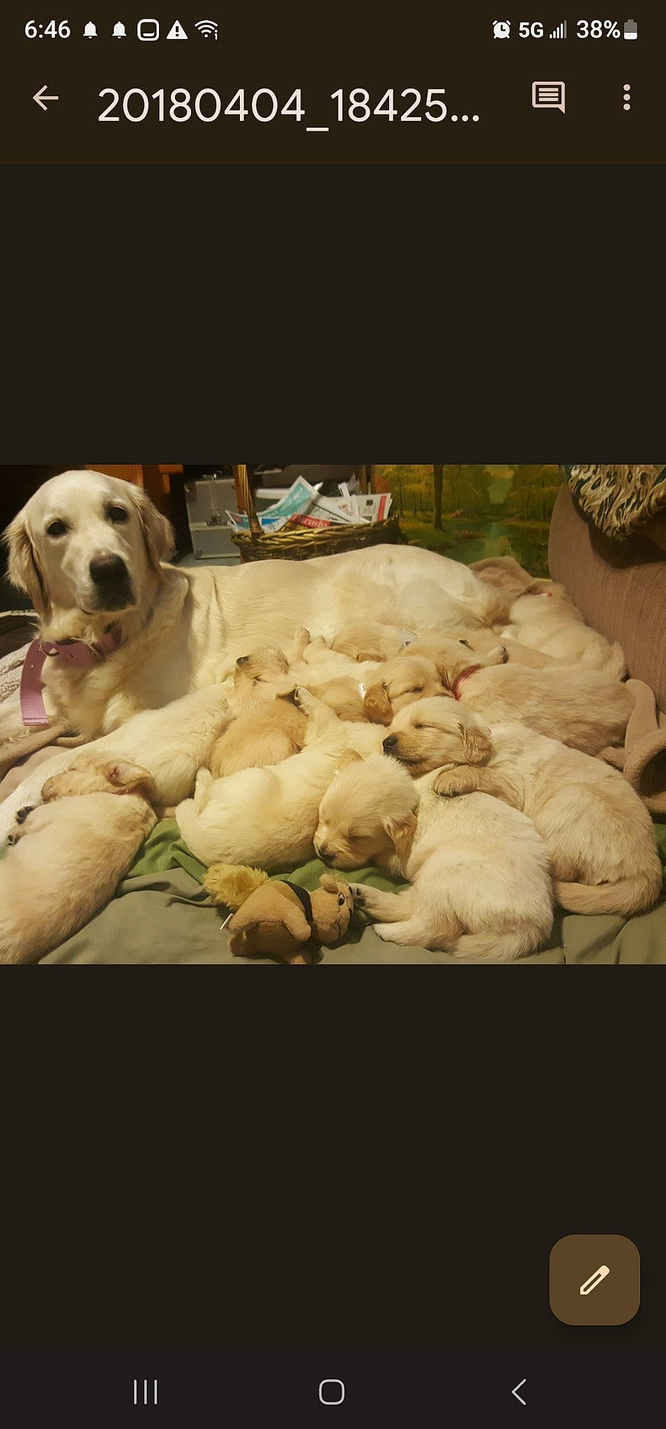 Emma joined the competition — help win amazing prizes! carnivore, comfort, companion_dog, dog, dog_breed, fur, gun_dog, happy, livestock, photo_caption, puppy_love, retriever, room, sheep, snout, sporting_group, still_life_photography, toy, working_animal