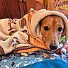 animal, bedspread, blanket, comfort, cozy, curious, dog, face, fur, hand, indoor, patterned, person, pet, portrait, relaxed, resting, snuggled, soft, warm_lighting