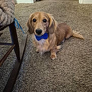 Romeo is registered to the contest to win money with this photo: animal, attentive, bow_tie, brown_fur, carpet, cozy, cute, dog, domestic_animal, ears, floor, furniture, home, indoor, long_hair, looking_at_camera, pet, sitting, small_dog, tail