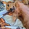 Romeo joined the competition — help win amazing prizes! animal, bedroom, blanket, canine, cozy, cute, dog, domestic_animal, fur, golden_retriever, indoor, lying_down, mammal, paw, pet, playful, relaxed, resting, smiling, teeth