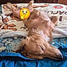 animal, bed, blanket, canine, comfort, cozy, cute, dog, domestic_animal, fluffy, fur, golden, indoor, lying_down, napping, patterned_bedspread, pet, relaxed, resting, sleeping