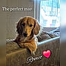 animal, companion, couch, cozy, cute, dog, face, fur, golden_retriever, heart_emoji, home, indoor, looking, love, natural_light, pet, portrait, relaxing, text_overlay, window