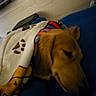 Romeo is registered to the contest to win money with this photo: animal, blanket, blue, brown, collar, comfort, couch, cozy, dog, domestic, fur, fur_color, indoor, paw_print, pet, quiet, relaxation, resting, side_view, sleeping