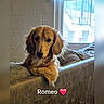 animal, canine, companion, couch, cozy, cute, dog, domestic_animal, fur, golden_retriever, home, indoor, light, looking, mammal, pet, portrait, relaxed, resting, window