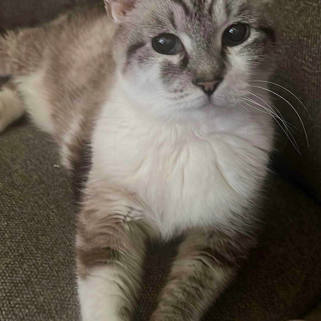 Buttercup