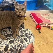 Swiss is registered to the contest to win money with this photo: animal, backpack, blanket, blue_container, cat, collar, cozy, curious, domestic_animal, feline, floor, foot, home, indoor, mouse_toy, pet, pink_blanket, tabby_cat, toy, wooden_floor
