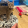 animal, backpack, blanket, blue_container, cat, collar, cozy, curious, domestic_animal, feline, floor, foot, home, indoor, mouse_toy, pet, pink_blanket, tabby_cat, toy, wooden_floor