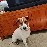 Paco a rejoint le concours — aidez-le/la à gagner de superbes lots ! dog, pet, brown_and_white, sitting, carpet, indoor, living_room, television, tv_cabinet, wooden_furniture, home, portrait, animal, canine, collar, floppy_ears, white_fur, brown_patches, floor, relaxed