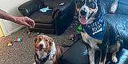 Paws joined the competition — help win amazing prizes! animal, birthday_bandana, black_dog, brown_dog, carpet, celebration, cute, dog, furniture, hand, happy, indoor, ketchup_bottle, leather_chair, living_room, person, pet, sitting, tongue_out, toy