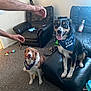 animal, birthday_bandana, black_dog, brown_dog, carpet, celebration, cute, dog, furniture, hand, happy, indoor, ketchup_bottle, leather_chair, living_room, person, pet, sitting, tongue_out, toy