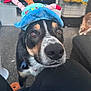 Paws is registered to the contest to win money with this photo: animal, birthday_hat, black_fur, brown_fur, carpet, celebration, close_up, couch, curious, cute, dog, domestic, face, indoor, living_room, looking_up, nose, pet, toy, white_fur