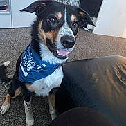 Paws is registered to the contest to win money with this photo: animal, bandana, black_and_tan, carpet, companion, couch, crate, cute, dog, domestic, ears, fur, furniture, happy, indoor, living_room, pet, smiling, tail, television