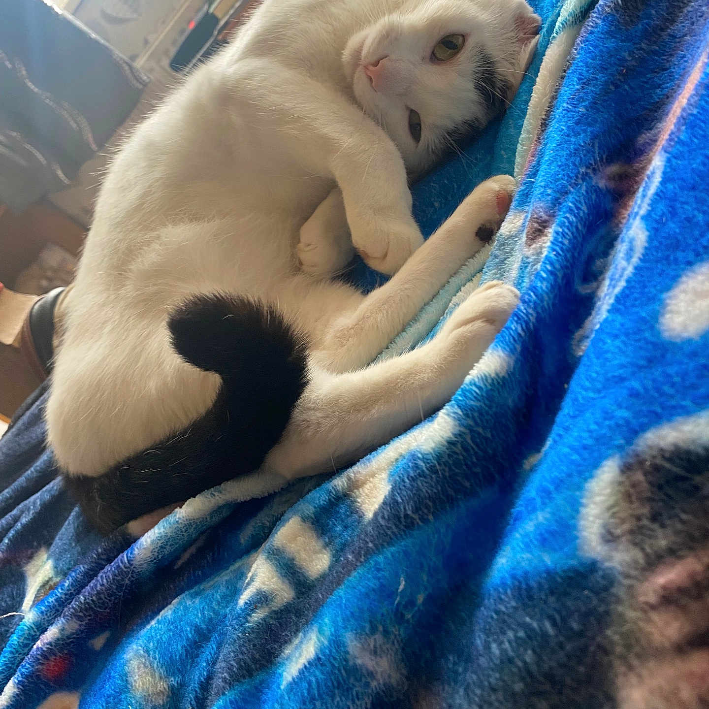 Fraddie is registered to the contest to win money with this photo: animal, black_tail, blue_blanket, cat, closeup, cozy, curious, cute, domestic_cat, feline, fur, indoor, lying_down, pet, relaxed, resting, sleepy, soft_texture, white_cat, window_light