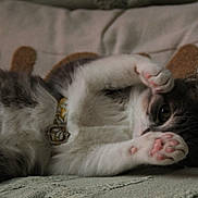 Open participe au concours pour gagner de l'argent avec cette photo : cat, kitten, paw, pink_paw_pads, collar, floral_collar, lying_down, playful, cute, feline, pet, indoor, cozy, soft_surface, pillow, resting, whiskers, fur, tabby, close_up