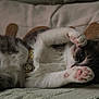 cat, kitten, paw, pink_paw_pads, collar, floral_collar, lying_down, playful, cute, feline, pet, indoor, cozy, soft_surface, pillow, resting, whiskers, fur, tabby, close_up