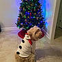 Drew joined the competition — help win amazing prizes! dog, costume, snowman, christmas_tree, holiday, decorations, lights, indoor, floor, tile, pet, fur, cute, festive, seasonal, animal, sitting, home, celebration, wall