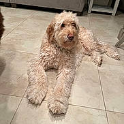 Drew joined the competition — help win amazing prizes! dog, curly_fur, indoor, floor, tile, furniture, couch, side_table, pet, canine, relaxed, laying_down, animal, light_brown, fluffy, companion, home, quiet, calm, domestic