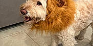 Drew is registered to the contest to win money with this photo: dog, costume, lion_mane, pet, indoor, floor, curious, white_dog, fluffy, tile_floor, living_room, couch, blanket, animal, cute, playful, fur, domestic_animal, canine, companion
