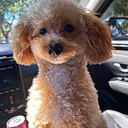 Hershey joined the competition — help win amazing prizes! dog, puppy, poodle, curly_fur, apricot_color, pet, car_interior, car_seat, window, sunlight, nature_background, close_up, animal_portrait, cute, fluffy, face, eyes, nose, indoor, companion