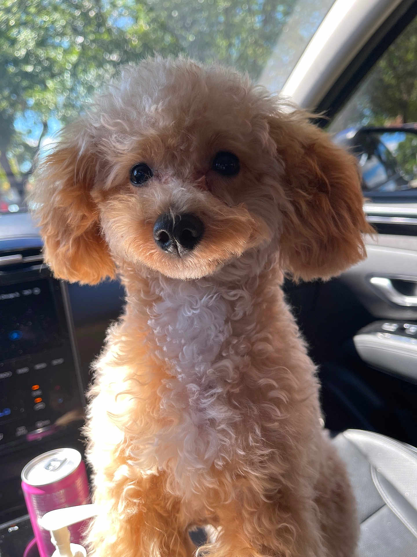 Hershey joined the competition — help win amazing prizes! dog, puppy, poodle, curly_fur, apricot_color, pet, car_interior, car_seat, window, sunlight, nature_background, close_up, animal_portrait, cute, fluffy, face, eyes, nose, indoor, companion