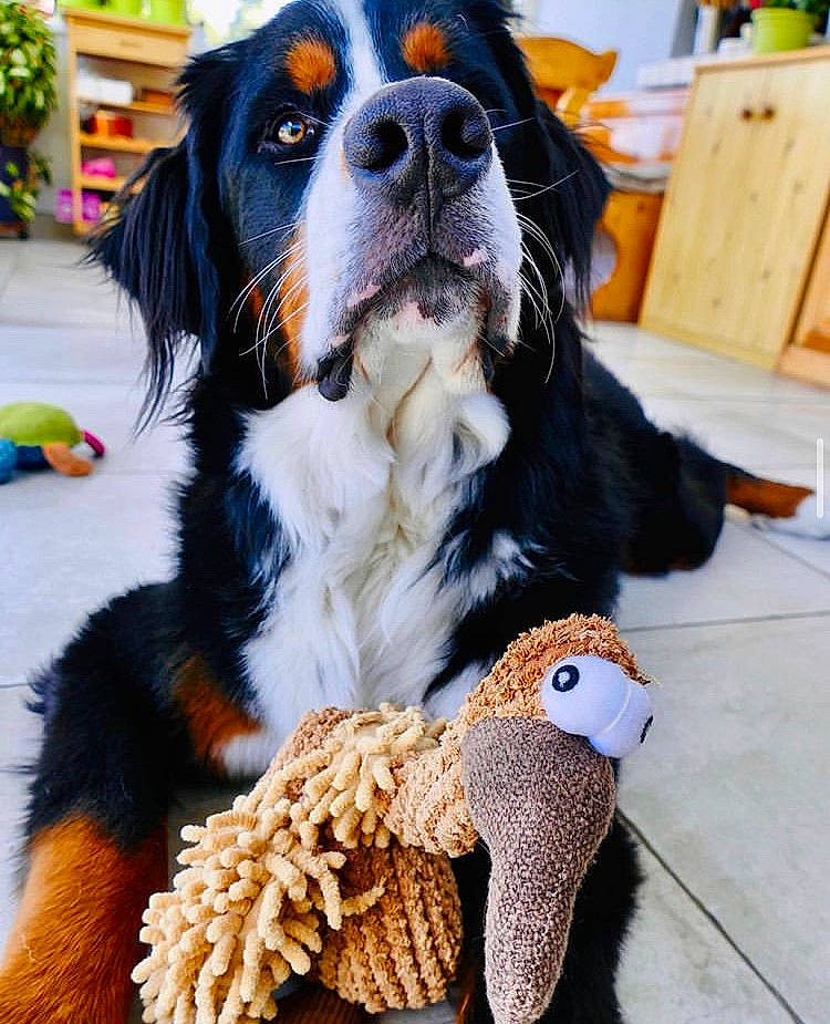 Potter participe au concours pour gagner de l'argent avec cette photo : ancient_dog_breeds, bernese_mountain_dog, canidae, carnivore, companion_dog, dog, dog_breed, fur, giant_dog_breed, greater_swiss_mountain_dog, mammal, snout, sporting_group, vertebrate, working_dog