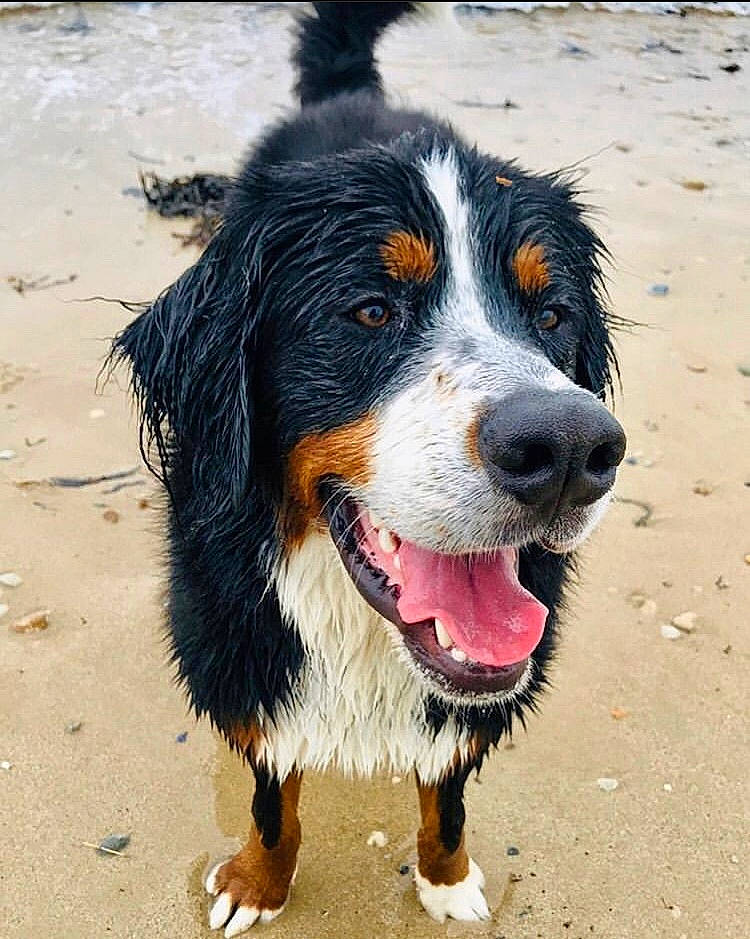 Potter a rejoint le concours — aidez-le/la à gagner de superbes lots ! appenzeller_sennenhund, australian_collie, australian_shepherd, bernese_mountain_dog, canidae, carnivore, companion_dog, dog, dog_breed, english_shepherd, entlebucher_mountain_dog, greater_swiss_mountain_dog, mammal, rare_breed_dog, snout, sporting_group, vertebrate, working_dog