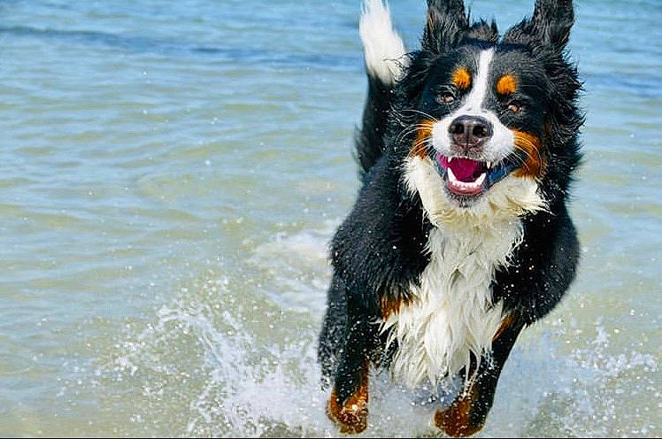 Potter a rejoint le concours — aidez-le/la à gagner de superbes lots ! australian_shepherd, bernese_mountain_dog, border_collie, canidae, carnivore, companion_dog, dog, dog_breed, english_shepherd, herding_dog, mammal, rare_breed_dog, snout, sporting_group, vertebrate, welsh_sheepdog, working_dog