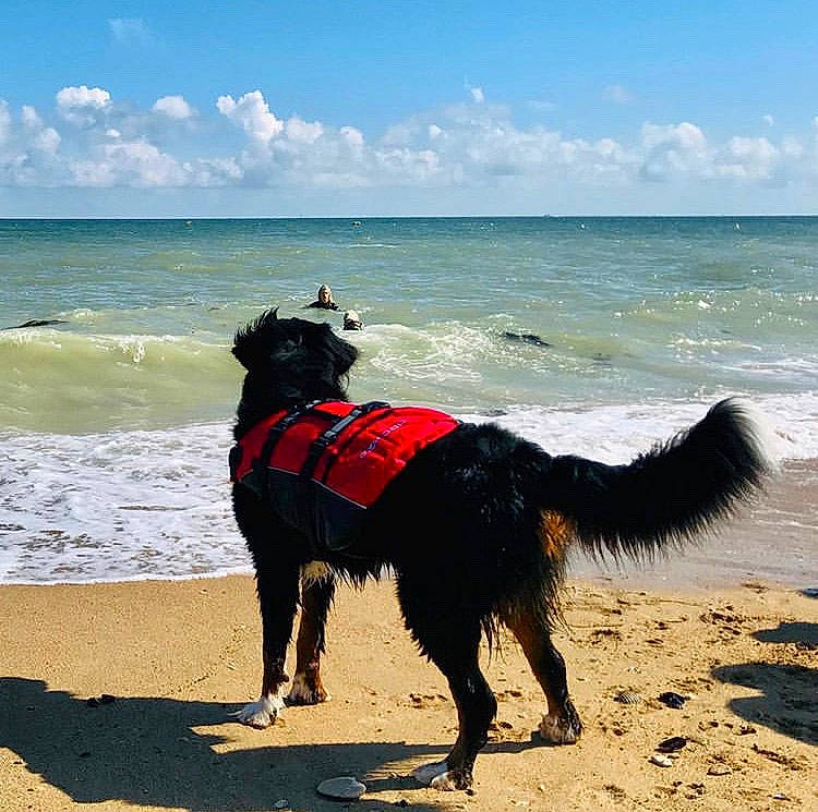 Potter a rejoint le concours — aidez-le/la à gagner de superbes lots ! beach, border_collie, canidae, carnivore, coast, coastal_and_oceanic_landforms, dog, dog_breed, dog_walking, english_shepherd, ocean, sand, sea, shore, sporting_group, summer, vacation, water, wave, working_dog