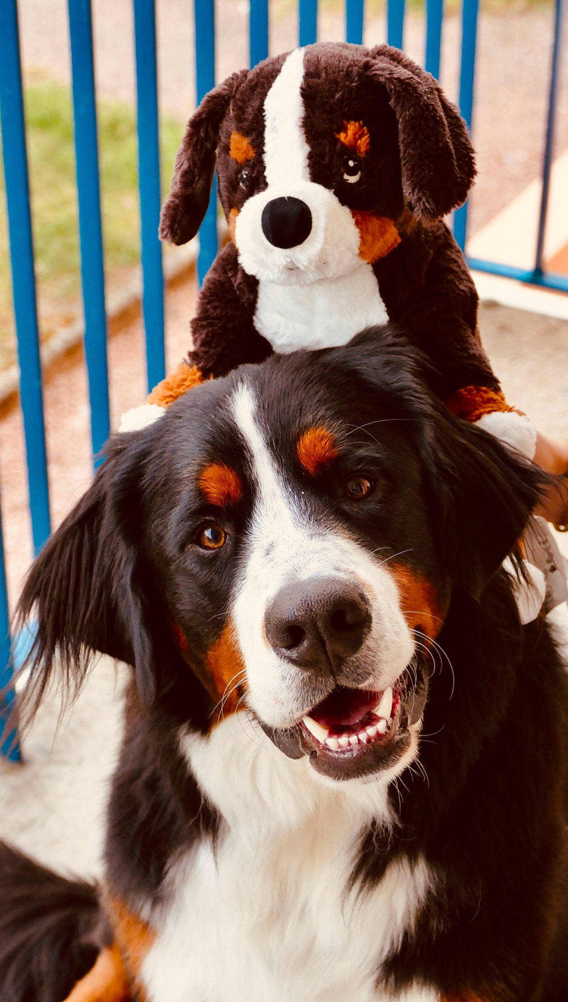 Potter a rejoint le concours — aidez-le/la à gagner de superbes lots ! ancient_dog_breeds, appenzeller_sennenhund, australian_shepherd, bernese_mountain_dog, canidae, carnivore, companion_dog, dog, dog_breed, english_shepherd, entlebucher_mountain_dog, greater_swiss_mountain_dog, mammal, rare_breed_dog, snout, sporting_group, st_bernard, vertebrate, whiskers, working_dog