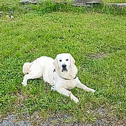 Milo participe au concours pour gagner de l'argent avec cette photo : dog, golden_retriever, grass, outdoor, pet, animal, toy, soccer_ball, relaxed, canine, nature, greenery, laying_down, fur, collar, daylight, park, resting, playful, leisure