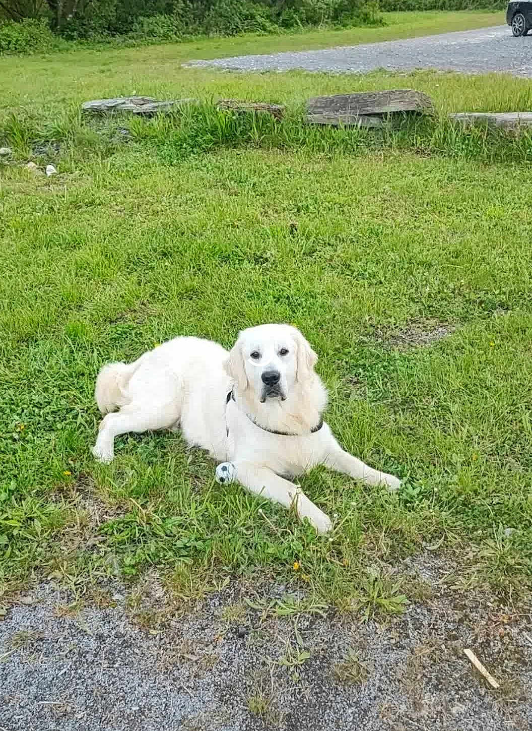 Milo participe au concours pour gagner de l'argent avec cette photo : dog, golden_retriever, grass, outdoor, pet, animal, toy, soccer_ball, relaxed, canine, nature, greenery, laying_down, fur, collar, daylight, park, resting, playful, leisure