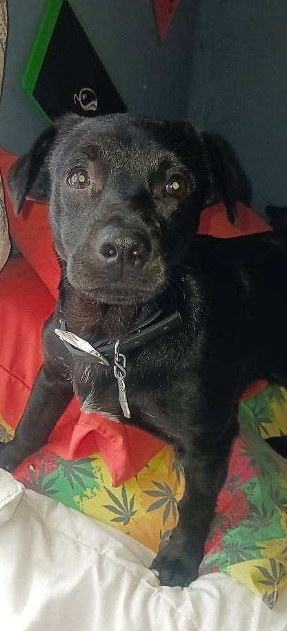 Lil Man joined the competition — help win amazing prizes! borador, canidae, carnivore, collar, companion_dog, dog, dog_breed, dog_collar, fur, gun_dog, non_sporting_group, pet_supply, sporting_group, whiskers, working_animal