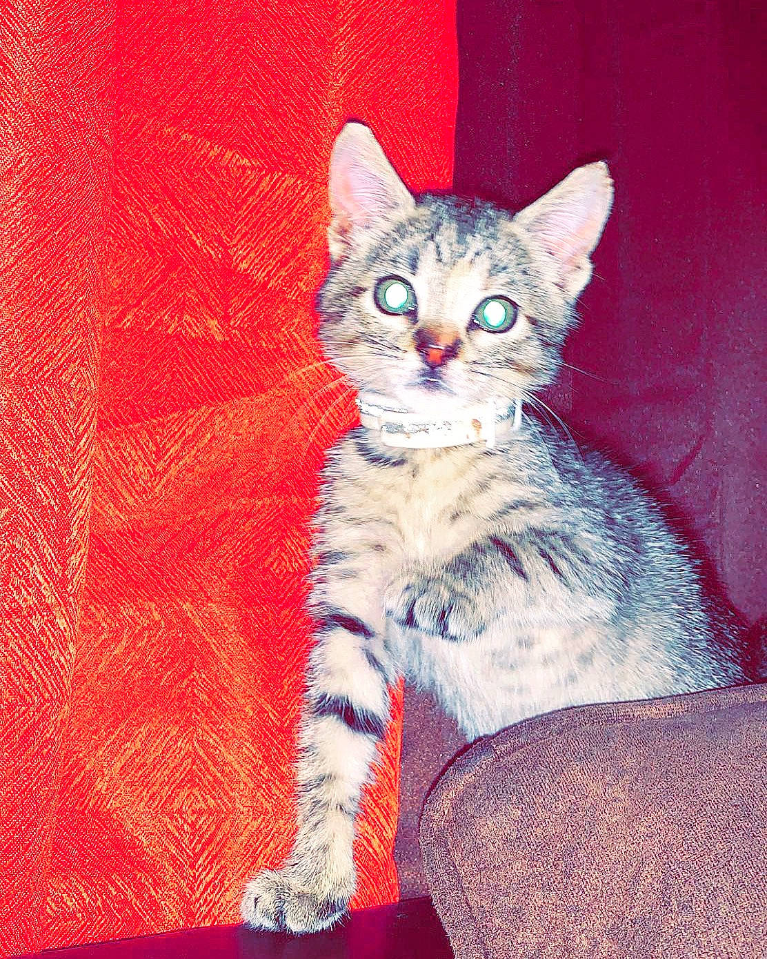 Romani is registered to the contest to win money with this photo: aegean_cat, american_wirehair, arabian_mau, asian, australian_mist, california_spangled, carnivore, cat, domestic_short_haired_cat, dragon_li, egyptian_mau, european_shorthair, felidae, kitten, mammal, ojos_azules, small_to_medium_sized_cats, tabby_cat, vertebrate, whiskers