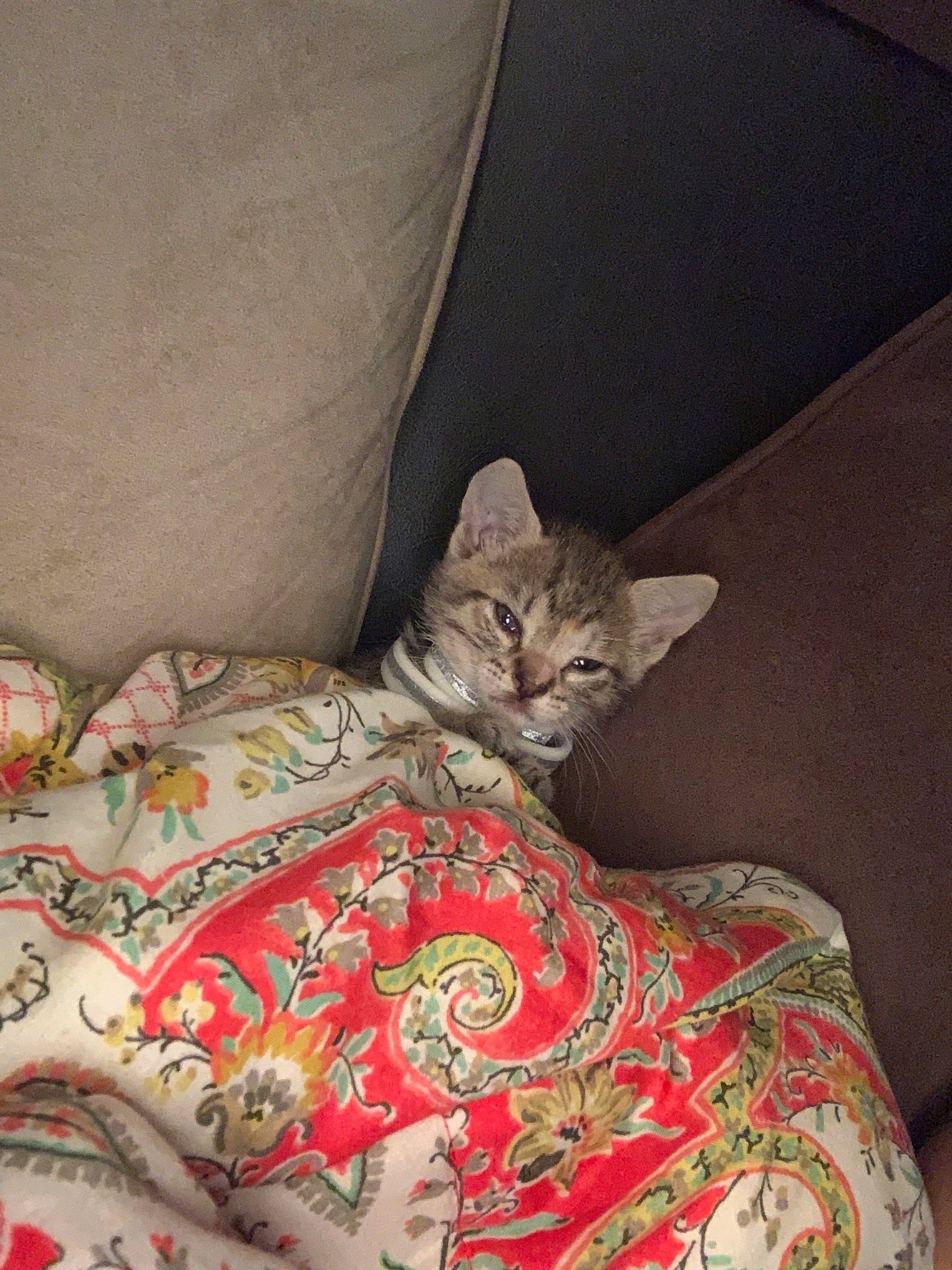 Romani joined the competition — help win amazing prizes! asian, australian_mist, bed_sheet, carnivore, cat, domestic_short_haired_cat, dragon_li, egyptian_mau, european_shorthair, fawn, felidae, kitten, mammal, ocicat, pixie_bob, room, small_to_medium_sized_cats, tabby_cat, whiskers