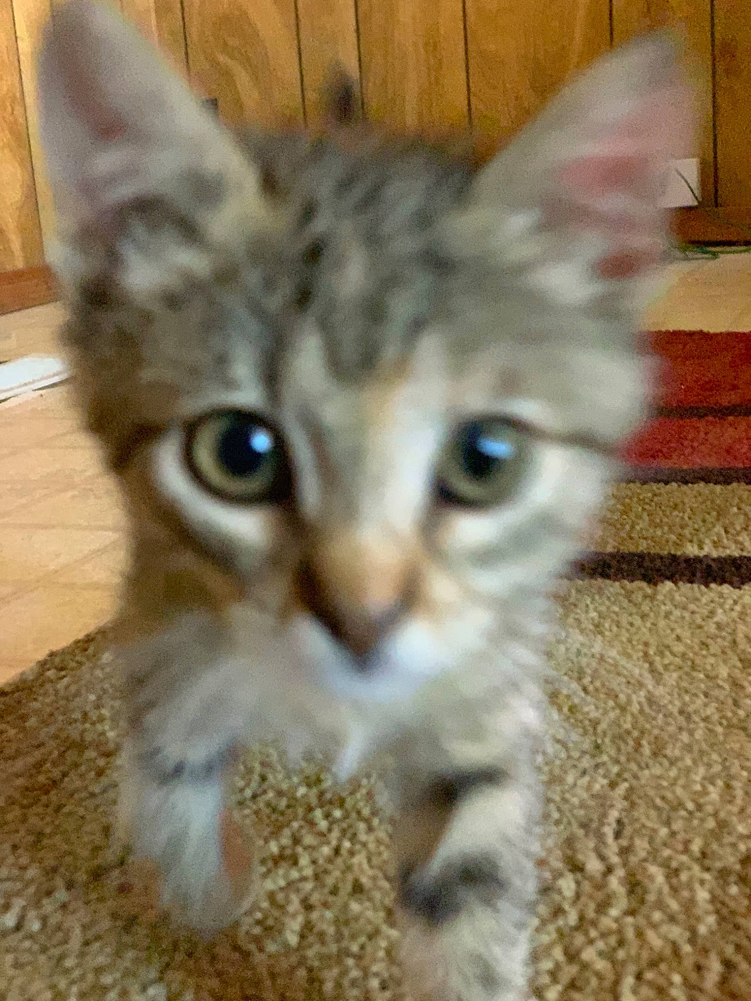 Romani joined the competition — help win amazing prizes! aegean_cat, arabian_mau, asian, asian_semi_longhair, australian_mist, carnivore, cat, domestic_short_haired_cat, dragon_li, european_shorthair, eye, felidae, kitten, mammal, pixie_bob, small_to_medium_sized_cats, snout, tabby_cat, vertebrate, whiskers