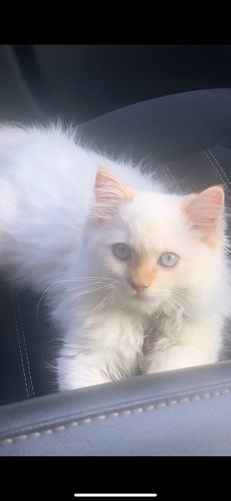 Barbie is registered to the contest to win money with this photo: carnivore, cat, eye, fawn, felidae, fur, iris, paw, ragdoll, small_to_medium_sized_cats, snout, tail, whiskers