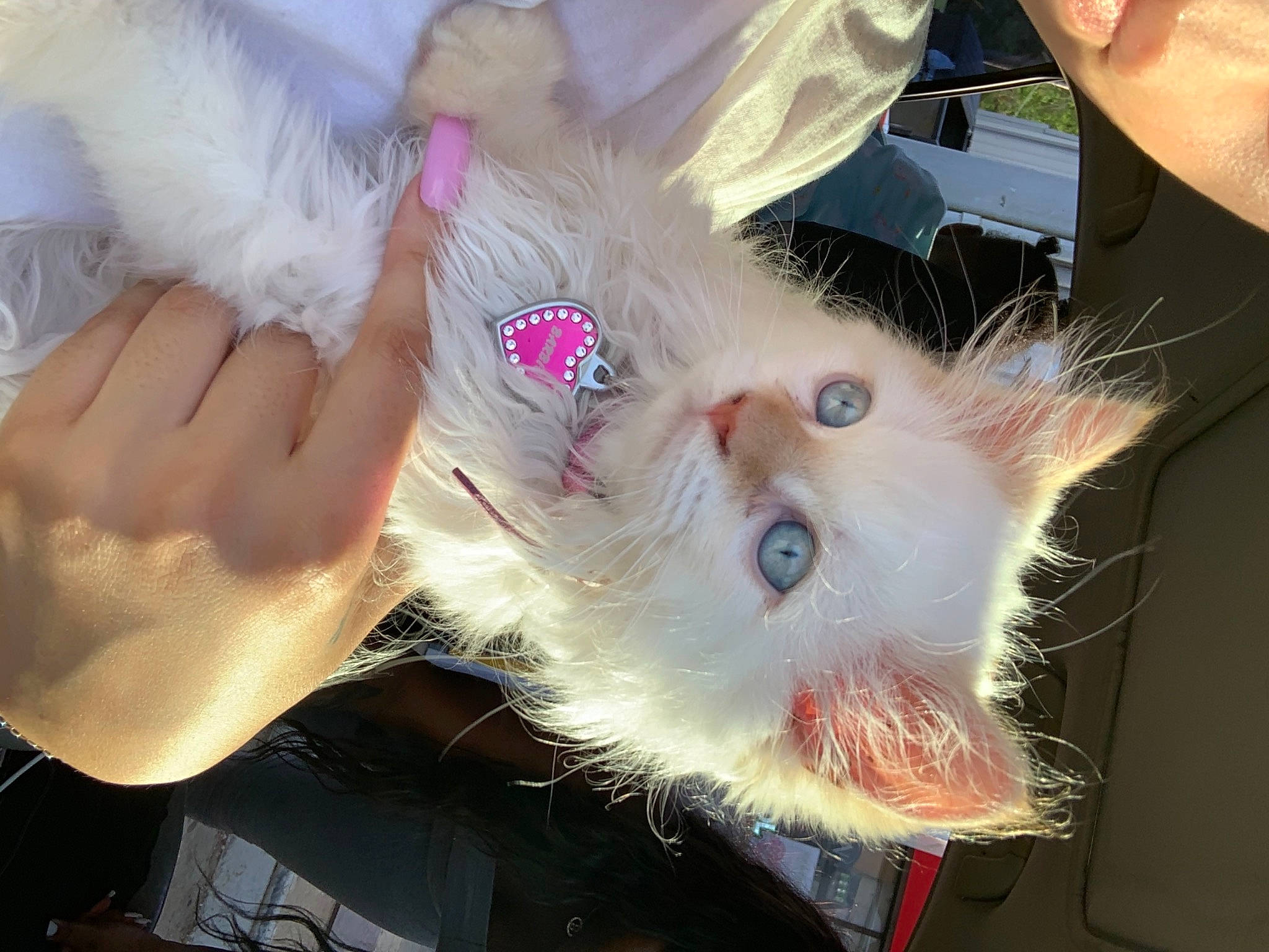 Barbie is registered to the contest to win money with this photo: canidae, cat, dog_breed, eyelash, fashion_accessory, fawn, feather, felidae, finger, flesh, fur, fur_clothing, gesture, nail, paw, small_to_medium_sized_cats, snout, toy, whiskers