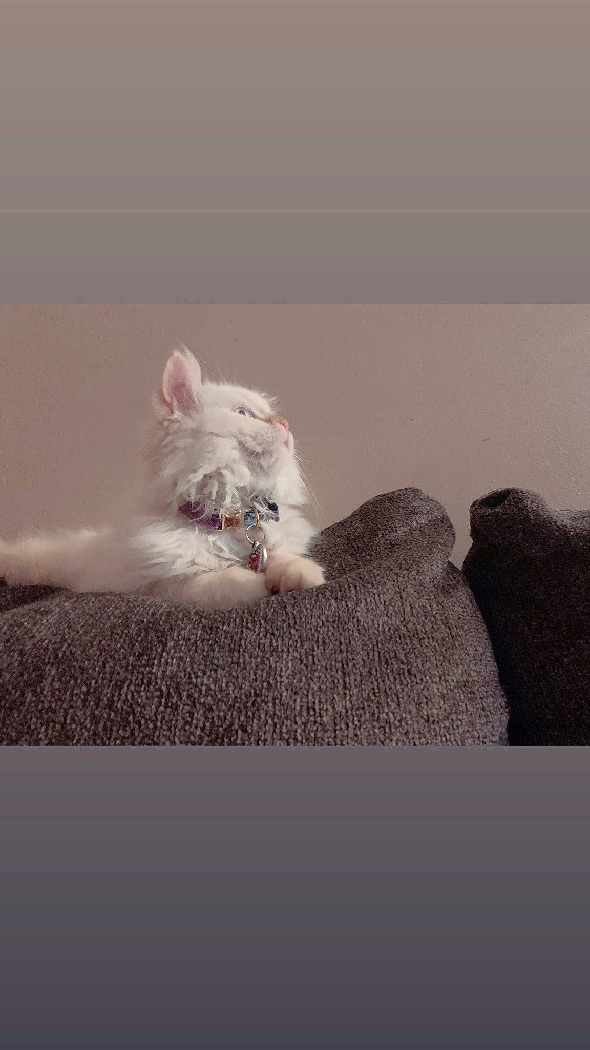 Barbie is registered to the contest to win money with this photo: canidae, carnivore, cat, claw, comfort, companion_dog, domestic_short_haired_cat, fawn, feather, felidae, font, fur, grey, paw, sand, small_to_medium_sized_cats, still_life_photography, tail, toy_dog, whiskers